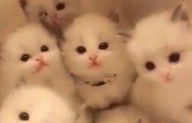 家里的猫咪全部失踪，翻箱倒柜找不到，掀开被子一看被萌化