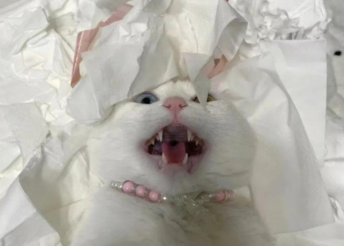 猫咪把卫生纸撕得稀碎，被铲屎官逮捕后还一脸不服