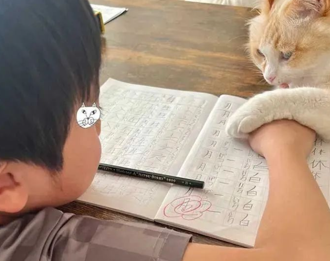 猫咪不让小铲屎官写作业，原来成绩不好真的是有猫腻的 ...