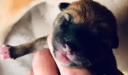 医生诊断柴犬没怀孕，可半夜就生出了狗崽