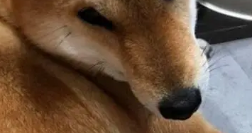 医生诊断柴犬没怀孕，可半夜就生出了狗崽