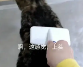 网友给猫咪梳毛，结果猫咪的表情笑喷了