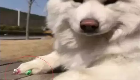 出差把狗托付给女朋友照顾，回家后发现狗狗好像抑郁了！