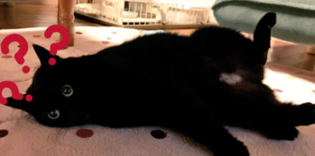 猫咪精神充沛的秘密被发现了！竟是用这个补充体力...
