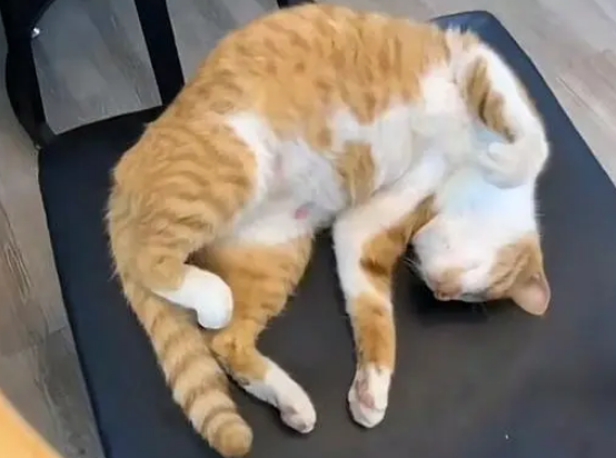 流浪猫赖上好心人，爬上5楼求收养，隔天生下6只小猫