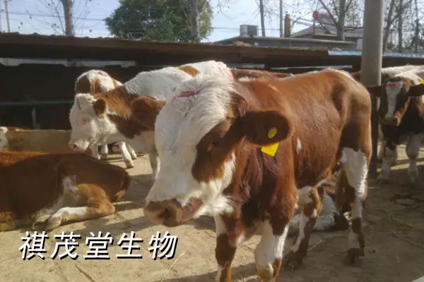 电脑病毒是怎么攻击电脑的_犇牛病毒 如何攻击电脑_病毒攻击电脑原理