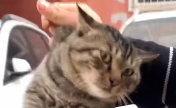 被流浪猫拦车，长得和自家猫很像，下车一看…TM就是我的