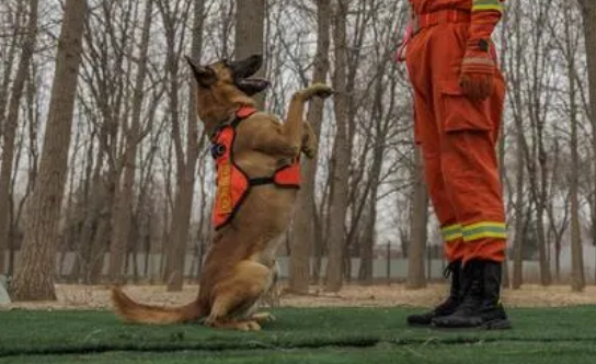 当狗狗成为搜救犬，它们真的很伟大