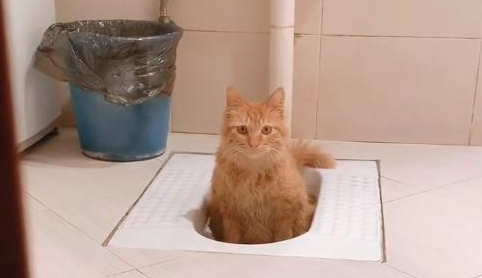 捡了一只流浪猫，它还会自己上厕所，真的太乖巧了