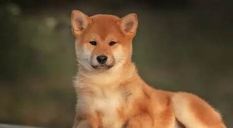 医生诊断柴犬没怀孕，可半夜就生出了狗崽