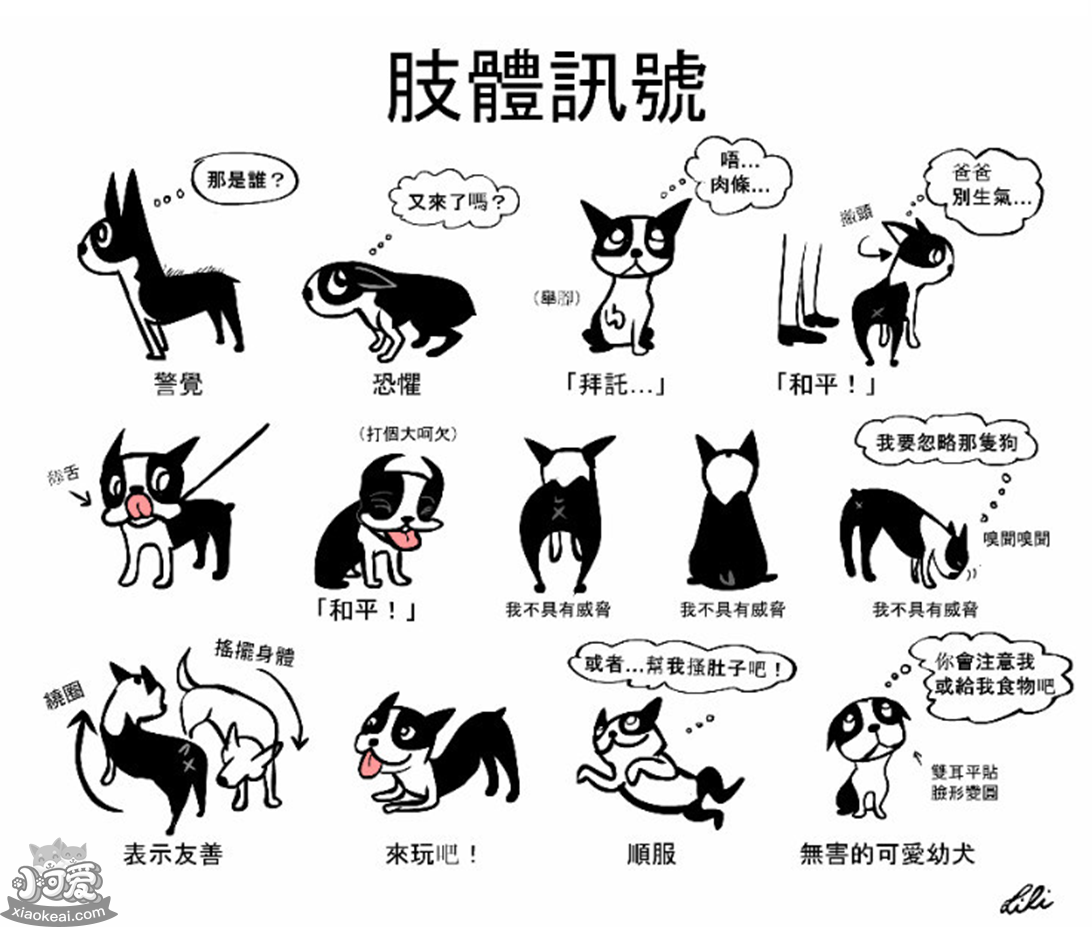 狗狗肛门失禁症状_狗狗肛门失禁_狗狗肛门闭锁怎么办