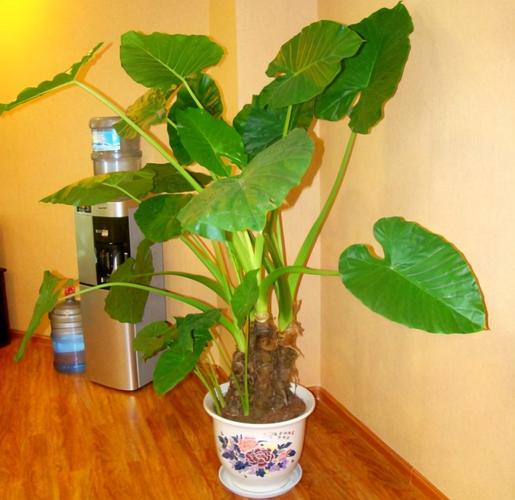 滴水观音：提升家居品质的绿意