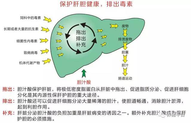 肝腹水如何注意饮食_肝腹水饮食注意事项_肝腹水注意哪些事项