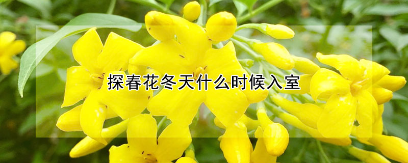 探春花冬天什么时候入室