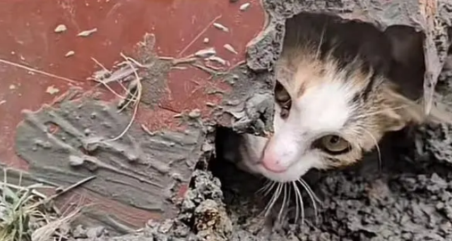 流浪猫被新刷的水泥封在墙角，女子用筷子挖洞解救小猫，并将洞口封好