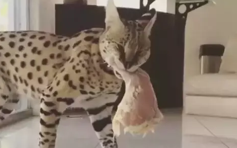 猫咪偷肉被铲屎官发现后，猫：你有本事就过来拿呀！
