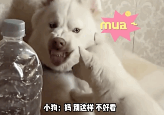 小金毛被送到狗妈家寄养，开心到打滚…网友：除了它，亲妈和养母都沉默了