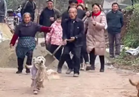  狗狗回村过年见有人在杀鸭子，叼起鸭子就跑，全村人都在后面追！