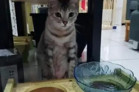 佛系“要饭”！猫咪盯着空碗“石化”，主人走近一看笑喷