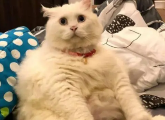 远看像只小绵羊，不料是只小猫咪，网友：猫咪的弹性真大