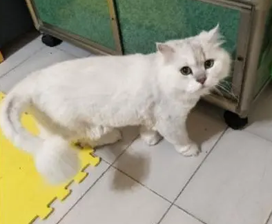 主人给猫剃毛，看到剃毛后的自己，猫咪一脸哀怨：这让我怎么见人
