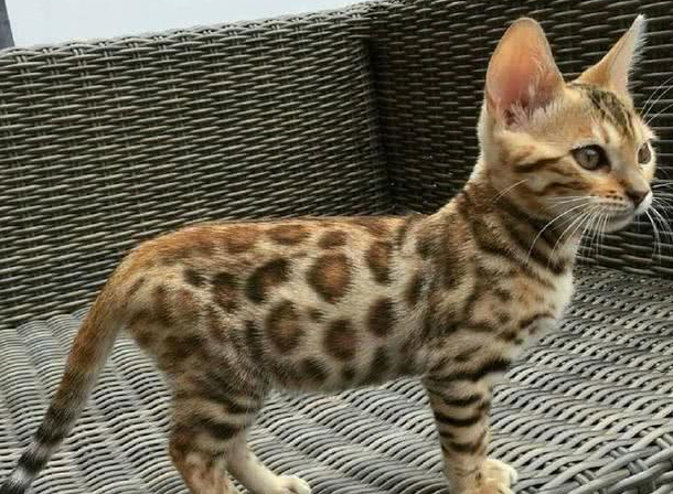 网友捡回一只流浪猫，两月后生了六只稀有小奶猫，一只竟能卖上万