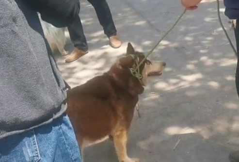 哈士奇刚下狗肉车就恢复本性，看到集市里的鸽子眼睛就发光