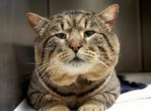 流浪猫无意中进入“粮仓”，被发现的原因太逗：吃太胖卡在狗洞里