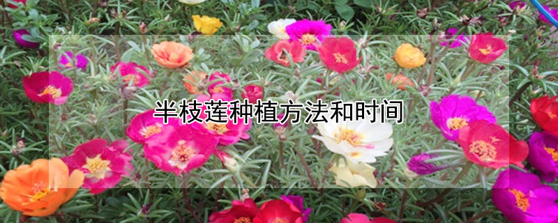 半枝莲种植方法和时间