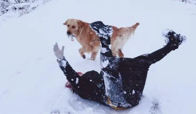 网友带金毛出去玩儿雪，金毛把网友给扑倒后它转身跑了！