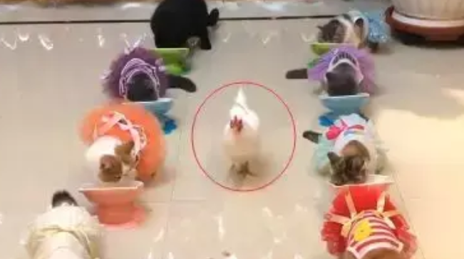 为了管理家里的一群猫，铲屎官养了一只牧猫鸡，网友：太有才了