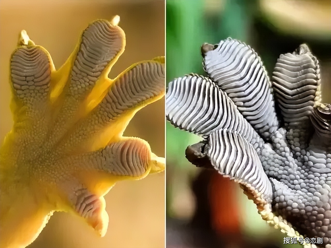 壁虎恢复数据手机版软件_壁虎数据恢复怎么用_壁虎恢复软件怎么样