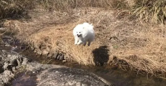 博美的弹跳能力挺好，带它出去玩儿看到它跳了这么远