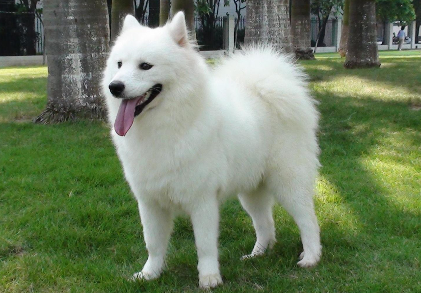 广东地区萨摩耶犬价格揭秘：1200元到8800元不等，谨防受骗