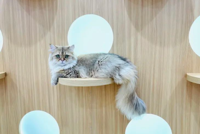 千亿宠物市场揭秘：猫一生或消费20万，向人类看齐