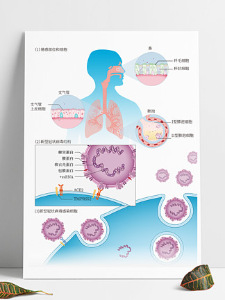 呼吸道合胞病毒/免疫学_呼吸道合胞病毒免疫球蛋白_呼吸道合胞病毒专家共识