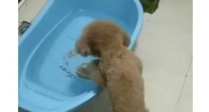 被遗弃的小泰迪 为了讨好新主人 自己主动去厕所洗澡