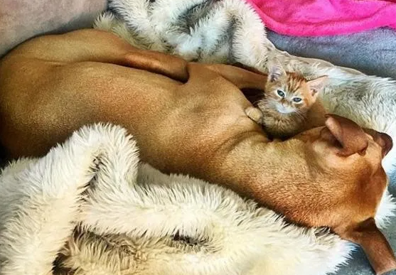 凶猛犬种对柔弱小猫咪有着特殊情怀，与其亲密无间同吃同睡