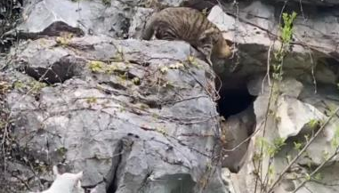 上海知名公园流浪猫被虐！获救之后，猫咪们又将何去何从？