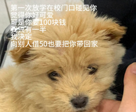 女孩借钱买下小狗，慢慢照顾它长大，最后因考试没能见它最后一面