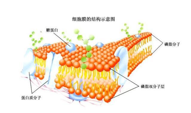 肺细胞角蛋白_肺细胞角蛋白高8点多危险吗_肺细胞角蛋白高虚惊一场