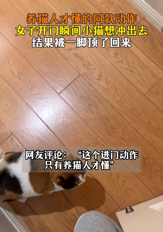 女子开门瞬间小猫想冲出去，结果被一脚顶回来