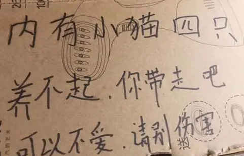 门口突然多了个箱子，里面有四只小猫