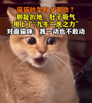 猫猫吵架有多用劲？可以说是使上了“九牛二虎之力”！