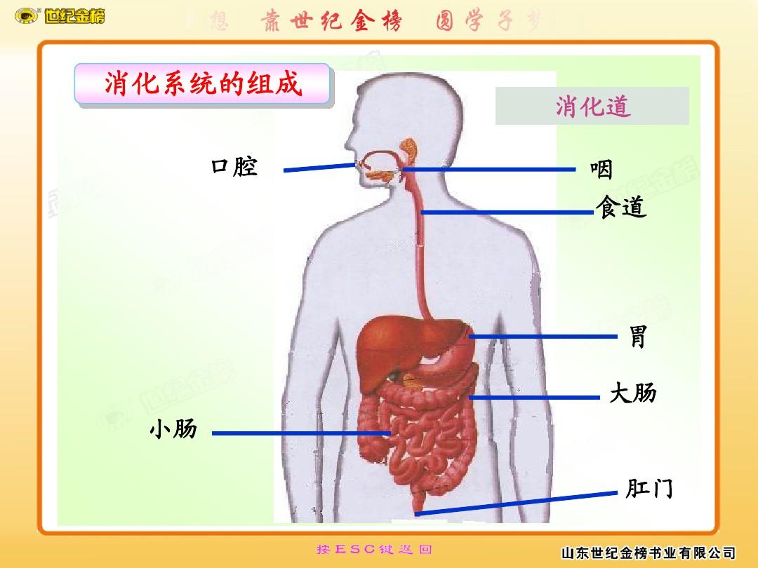 小肠克罗恩病.ppt_小肠型克罗恩病的确诊标准_小肠克罗恩病因