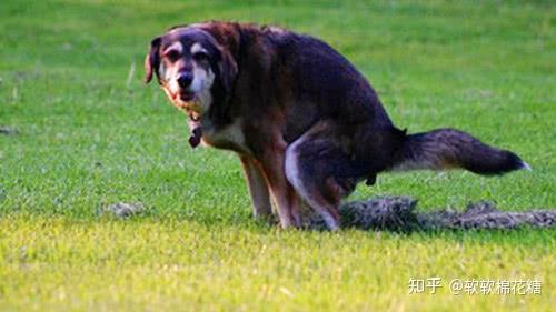 拉大便鲜血直流怎么办_拉粑粑拉鲜血_拉大便时只拉出鲜血