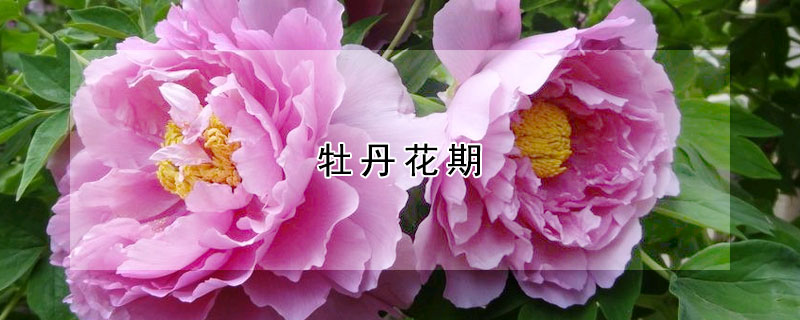 牡丹花期