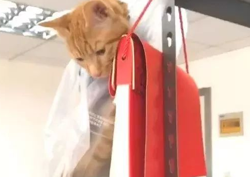 橘猫犯错被装进塑料袋高高挂起，复杂神情笑喷所有人