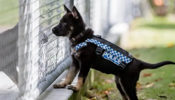 小警犬刚出生7周，就要参加训练课，却因太友善被开除学籍