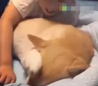 小主人失眠，抱着柴犬当抱枕，结果狗狗用手捂着脸，柴犬：流氓！ 